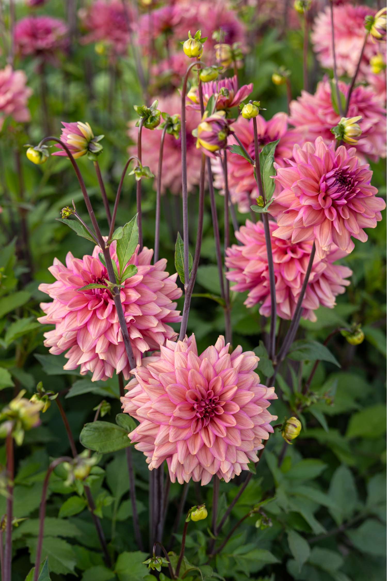 Dahlie 'Negroni Sunset'